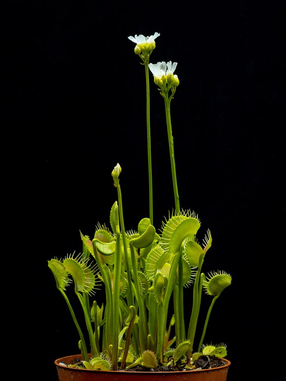 Dionaea_muscipula_C.Löhne.jpg