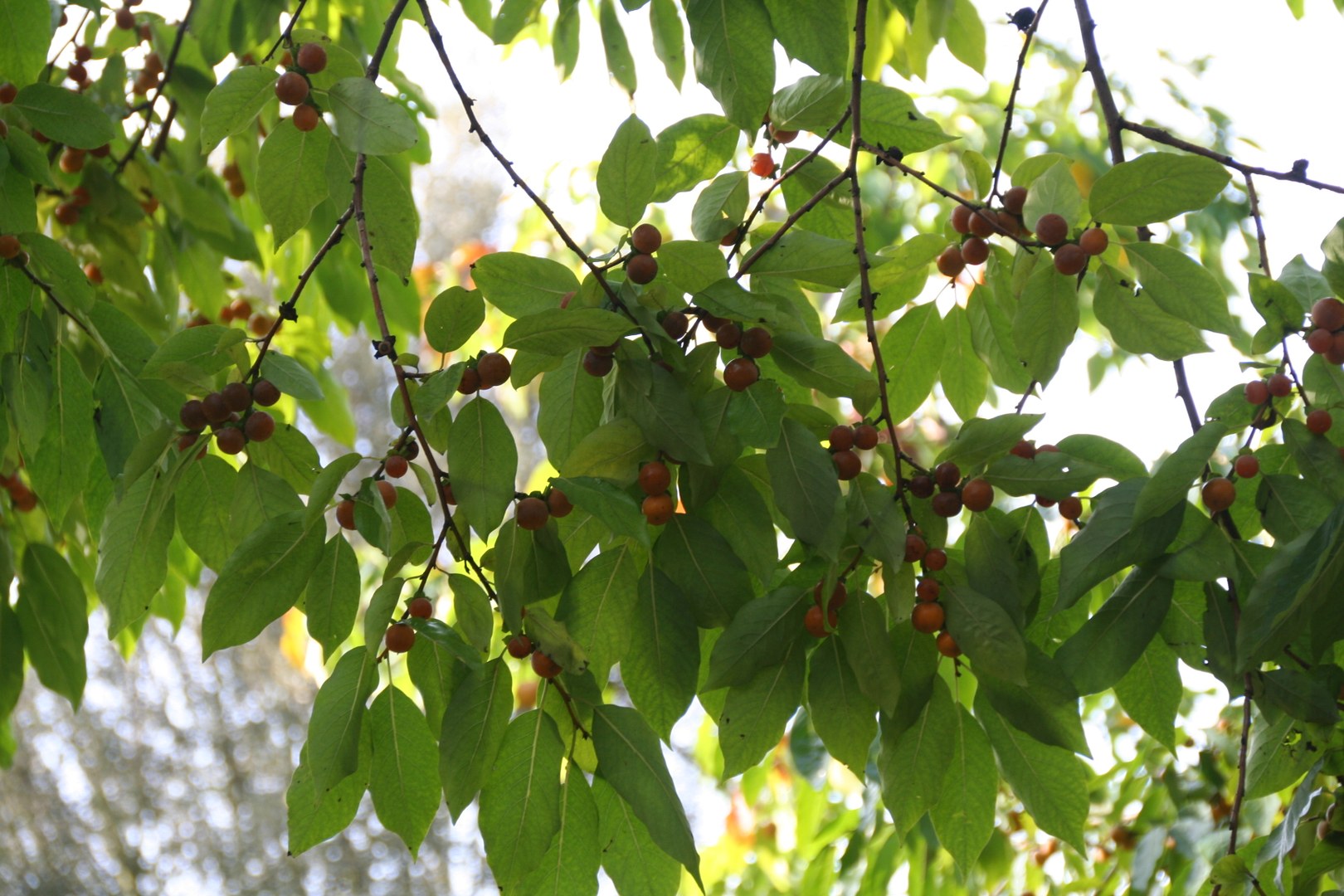 Lotuspflaume (Diospyros lotus)