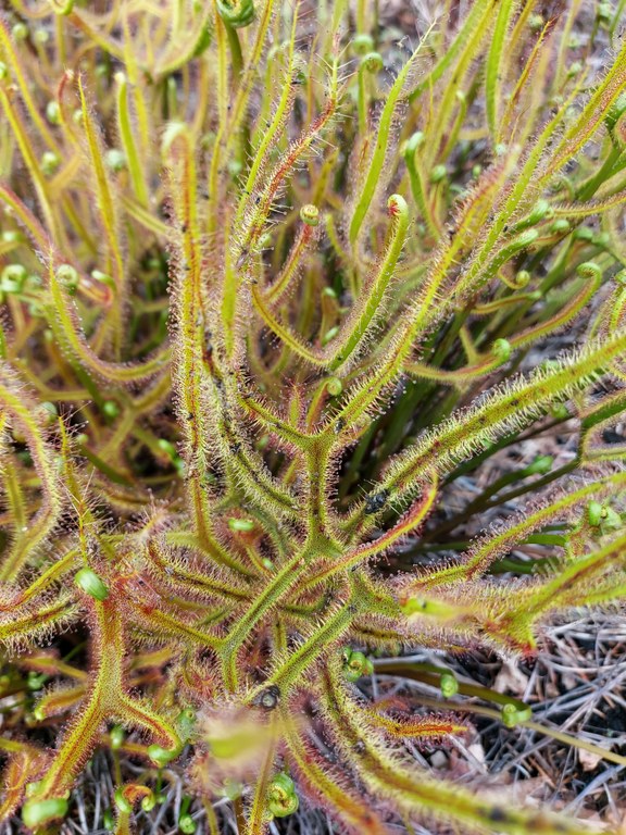 Sonnentau (Drosera binata)
