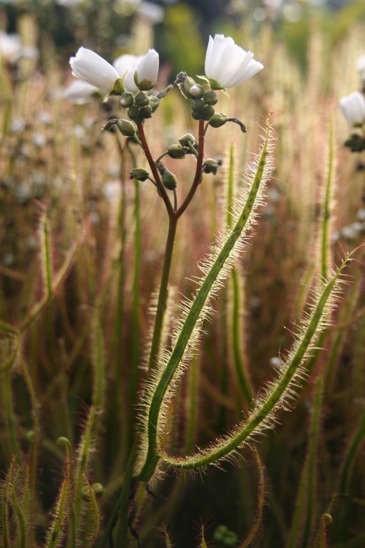 Drosera_binata_var_dichotoma_1833_W.Lobin.jpg