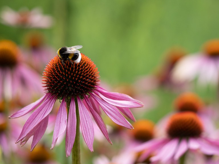 Echinacea purpurea