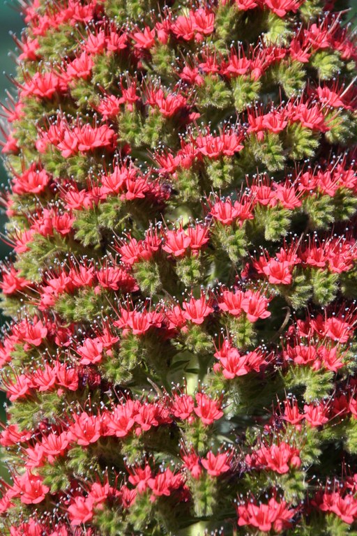 Echium_wildpretii_224_W.Lobin_Bild_2.jpg