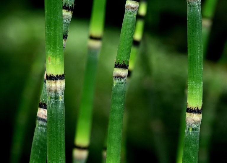 Equisetum_hyemale_U.Sobick.jpg