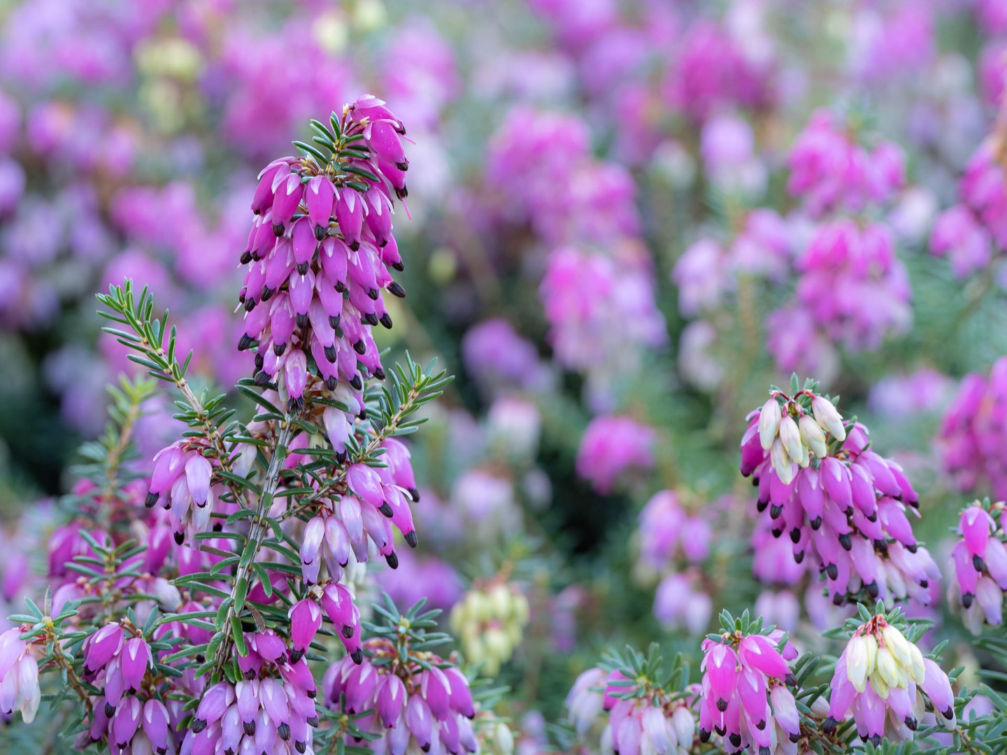 Pflanze mit lila Blüten