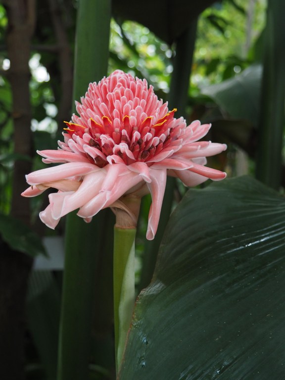 Fackel-Ingwer (Etlingera elatior)