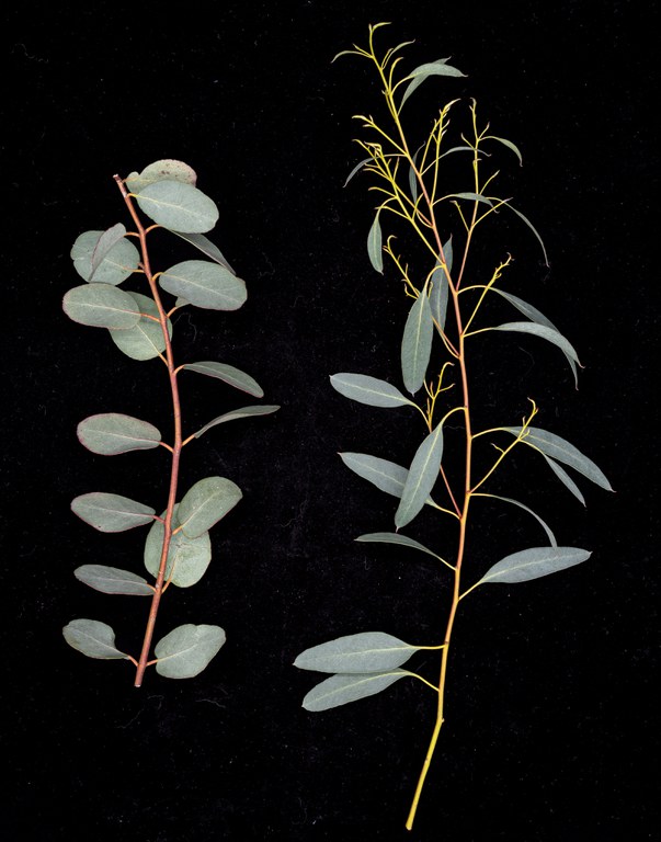 Eucalyptus_archeri_39047_C.Löhne_31.01.2022_Myrtaceae-5.jpg