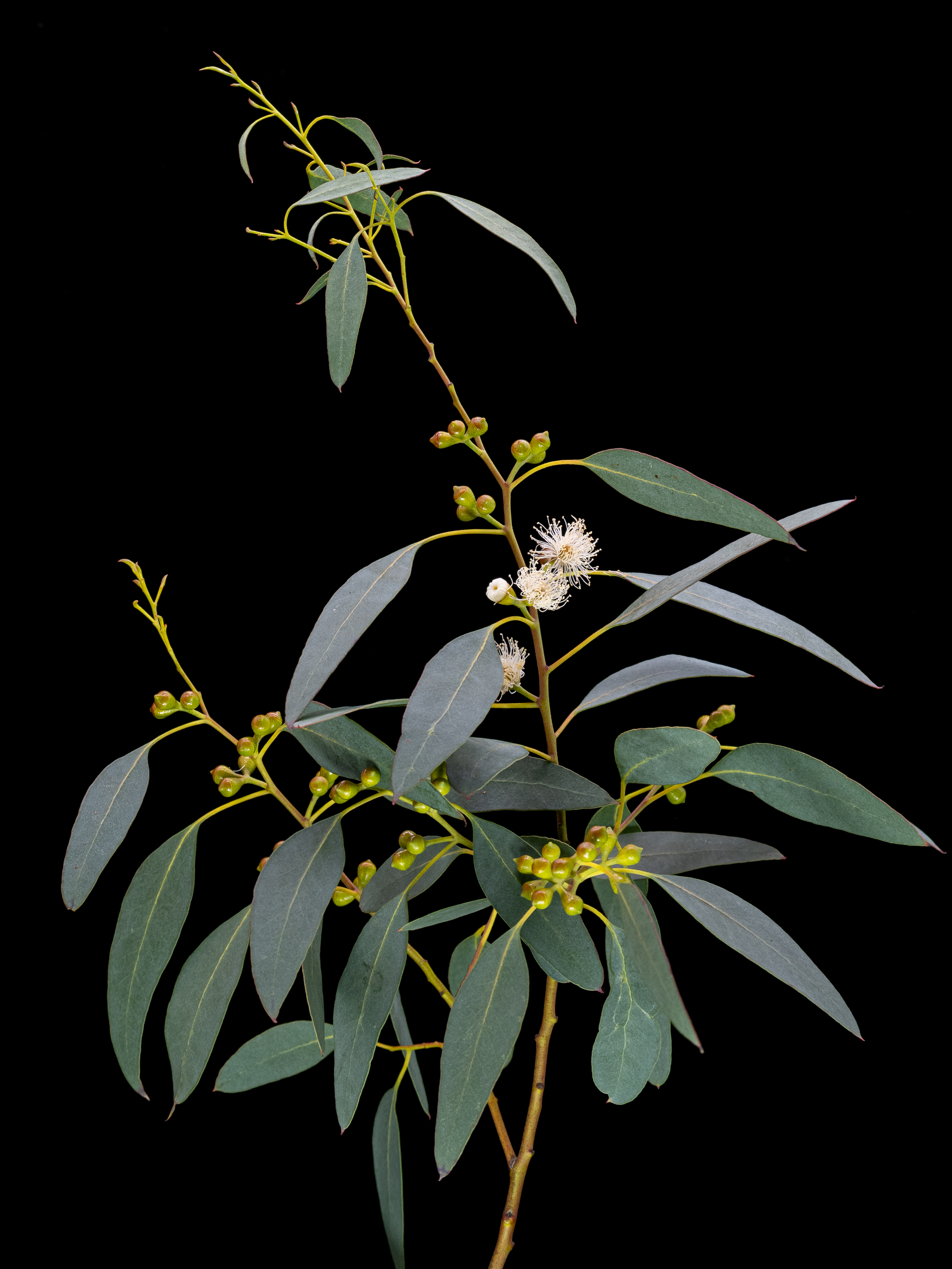Eucalyptus_archeri_39047_C.Löhne_31.01.2022_Myrtaceae-8.jpg