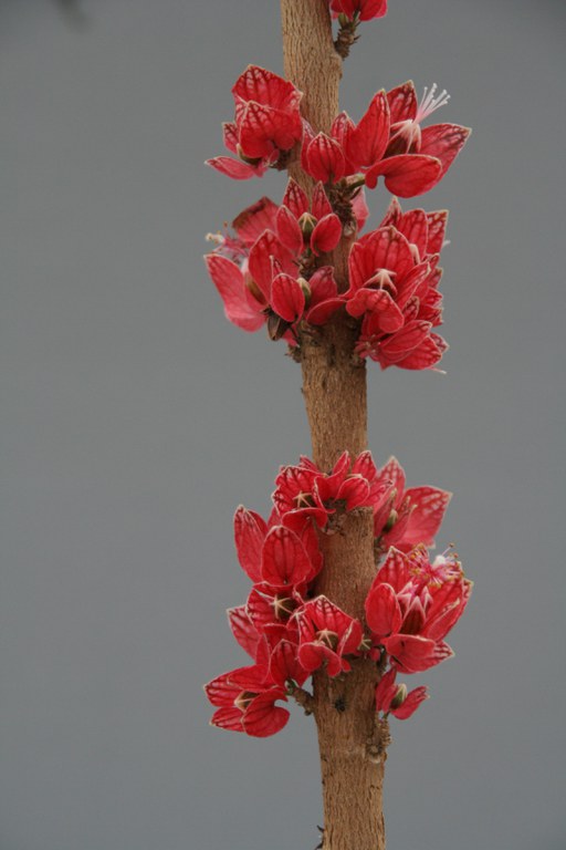 Goethea cauliflora.   5048 WL 22.8.2008 (1).jpg