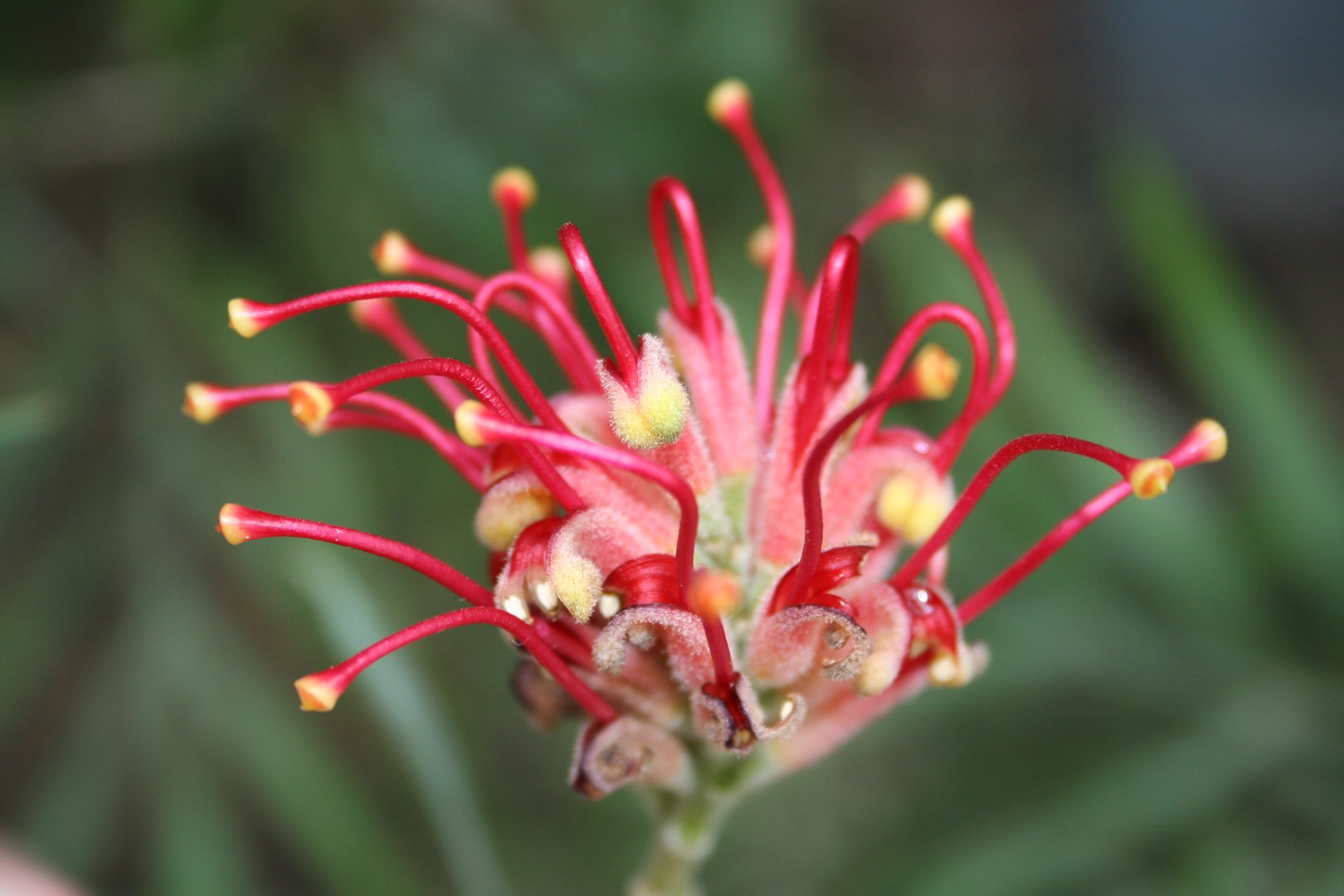 Grevillea banksii