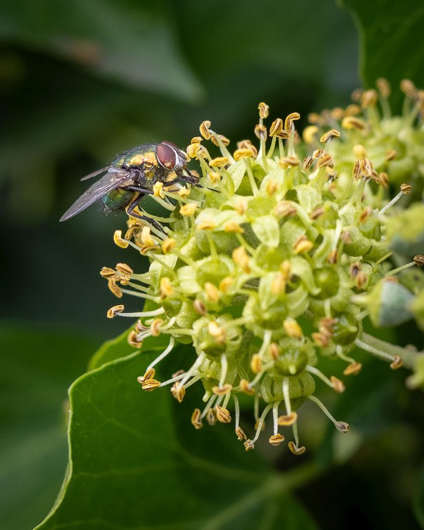 Pflanze mit Blüten
