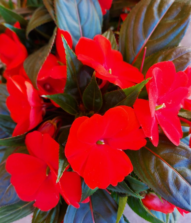 Impatiens_Neuguineahybrid_I.Fuchs.jpg