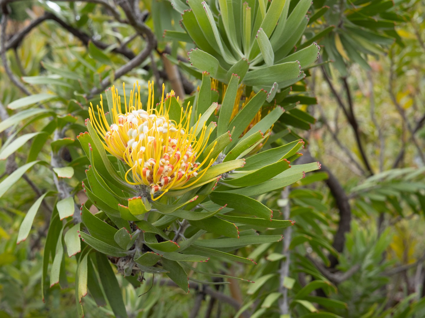 Nadelkissen (Leucospermum erubescens)