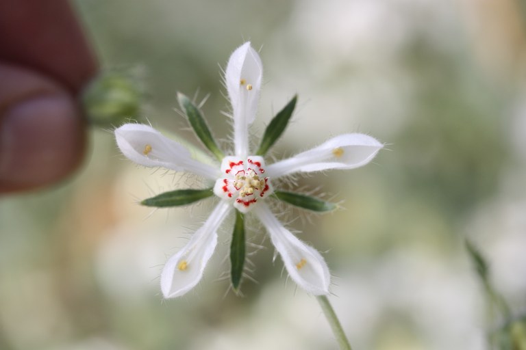 Loasa pallida - Bleiche Blumennessel aus Mittelchile, Anden