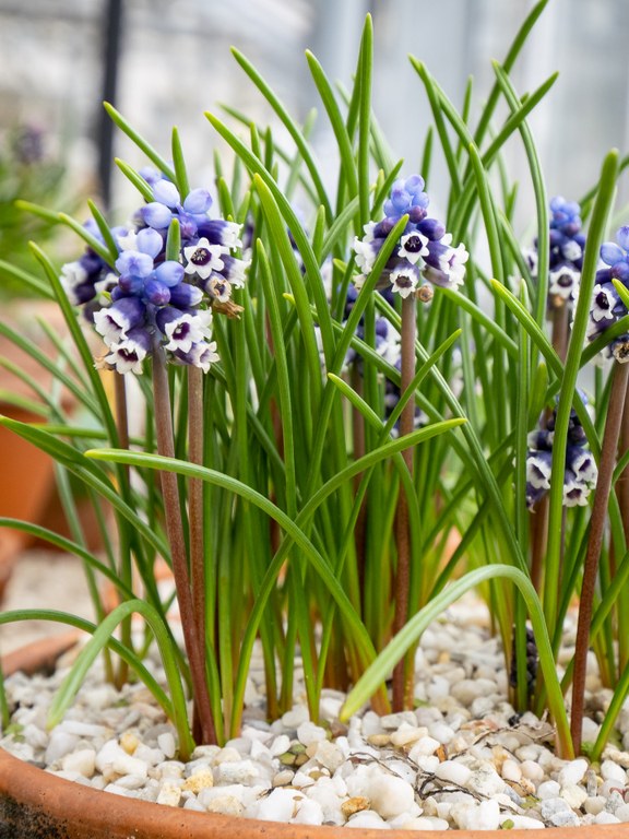 Pflanze mit Blüten