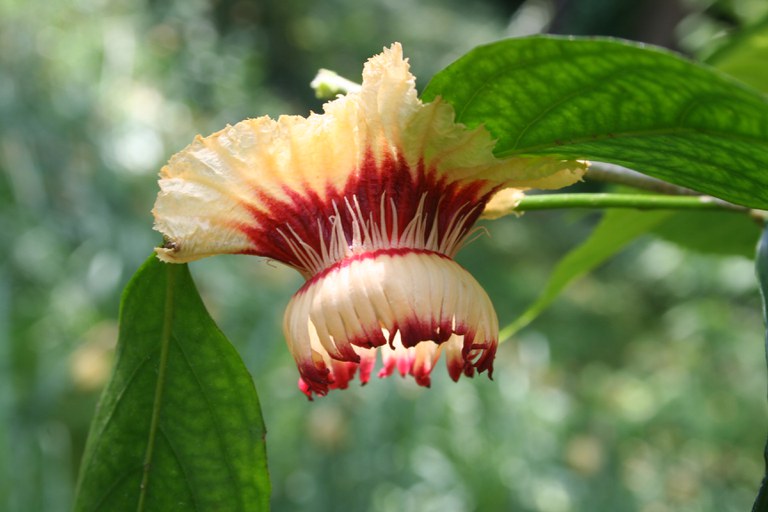 Napoleonaea_beninensis_2372_W.Lobin.jpg