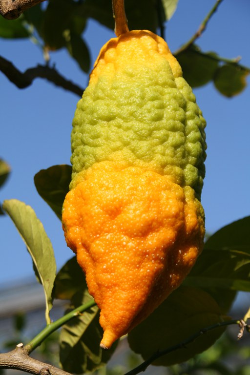 Citrus_medica_19624_W.Lobin.jpg