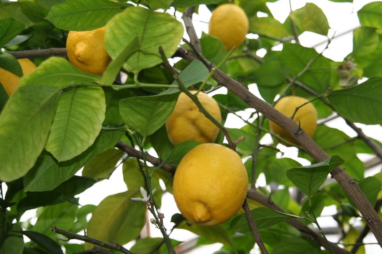 Citrus_limon_19621_W.Lobin_Bild_2.jpg