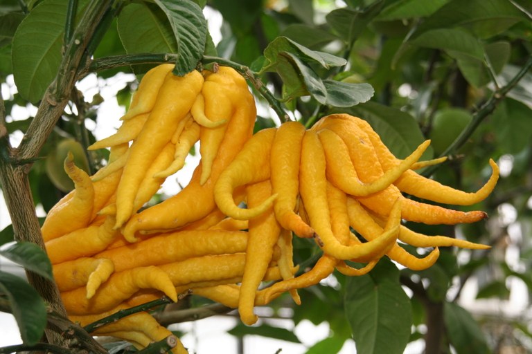 Citrus_medica_cv._Digitata_31964_W.Lobin.jpg