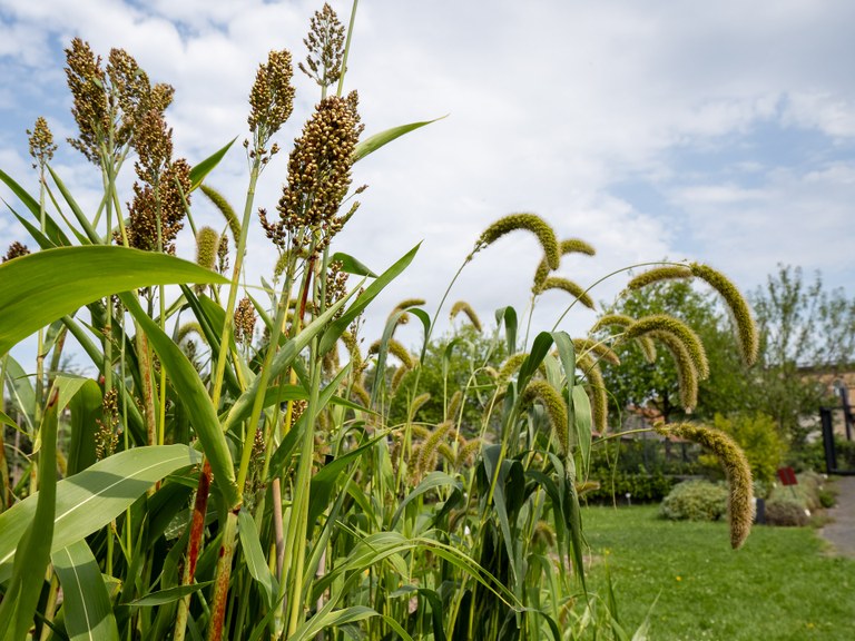Zwei verschiedene Arten von Hirse mit mehreren individuellen Pflanzen und Gras und Himmel im hintergrund.