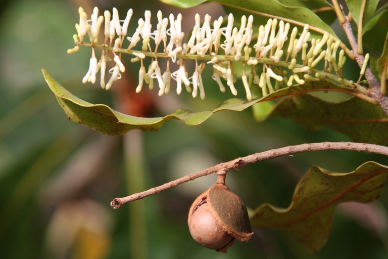 Macadamia_integrifolia_17767_W.Lobin.jpg