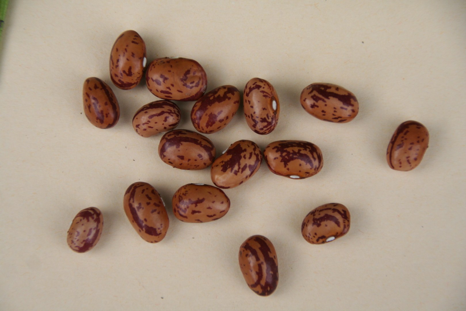 Samen der Möschebonne (Phaseolus vulgaris)