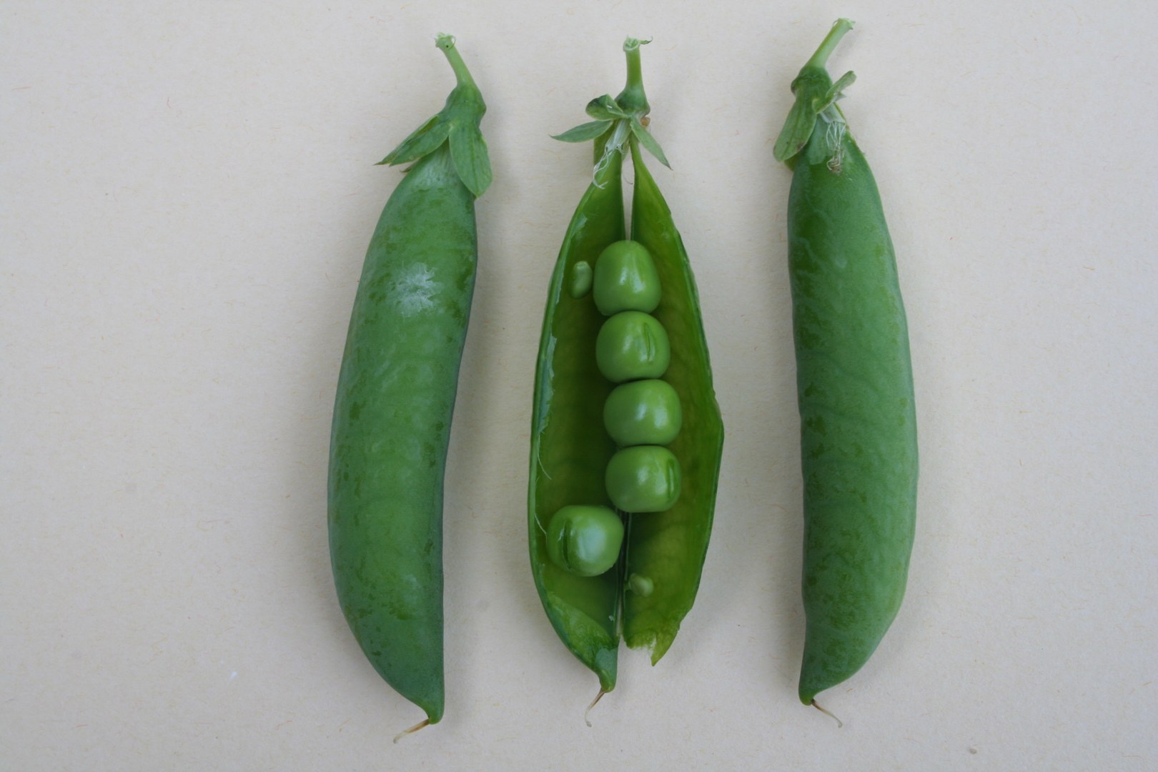 Schalerbse 'Kleine Rheinländerin' (Pisum sativum )