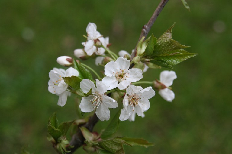 Prunus_avium_cv._Poppelsdorfer_Schwarze_W.Lobin.jpg