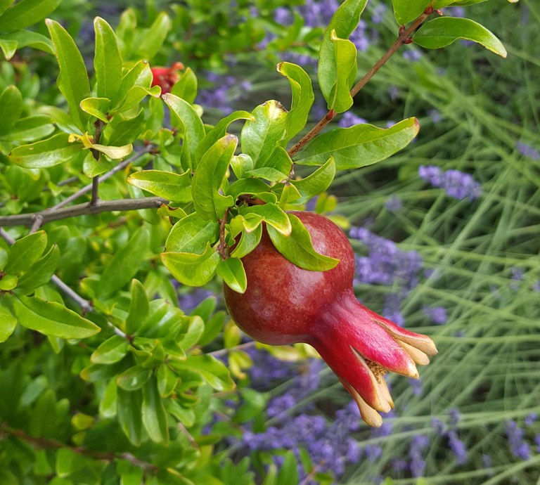 Punica_granatum_I.Fuchs.jpg