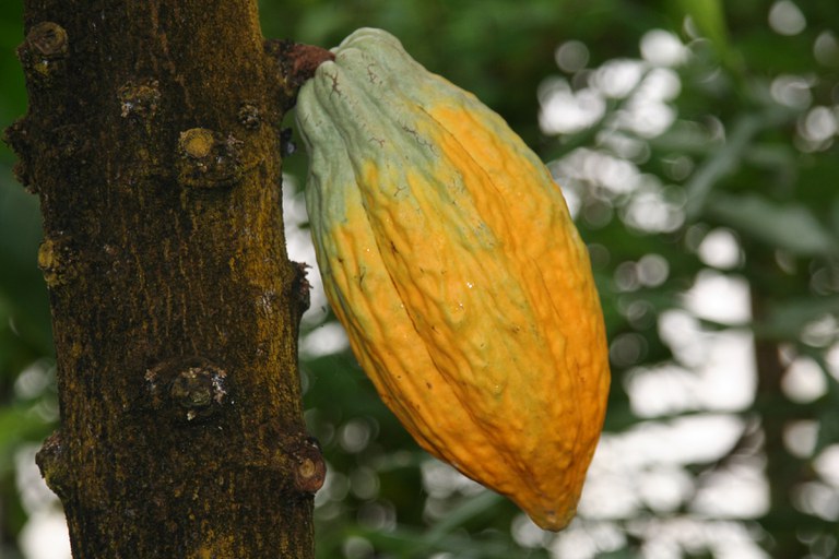 Theobroma_cacao_19718_W.Lobin_Bild_2.jpg