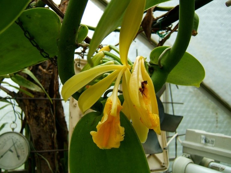 Vanilla_planifolia_T.Niemz.jpg