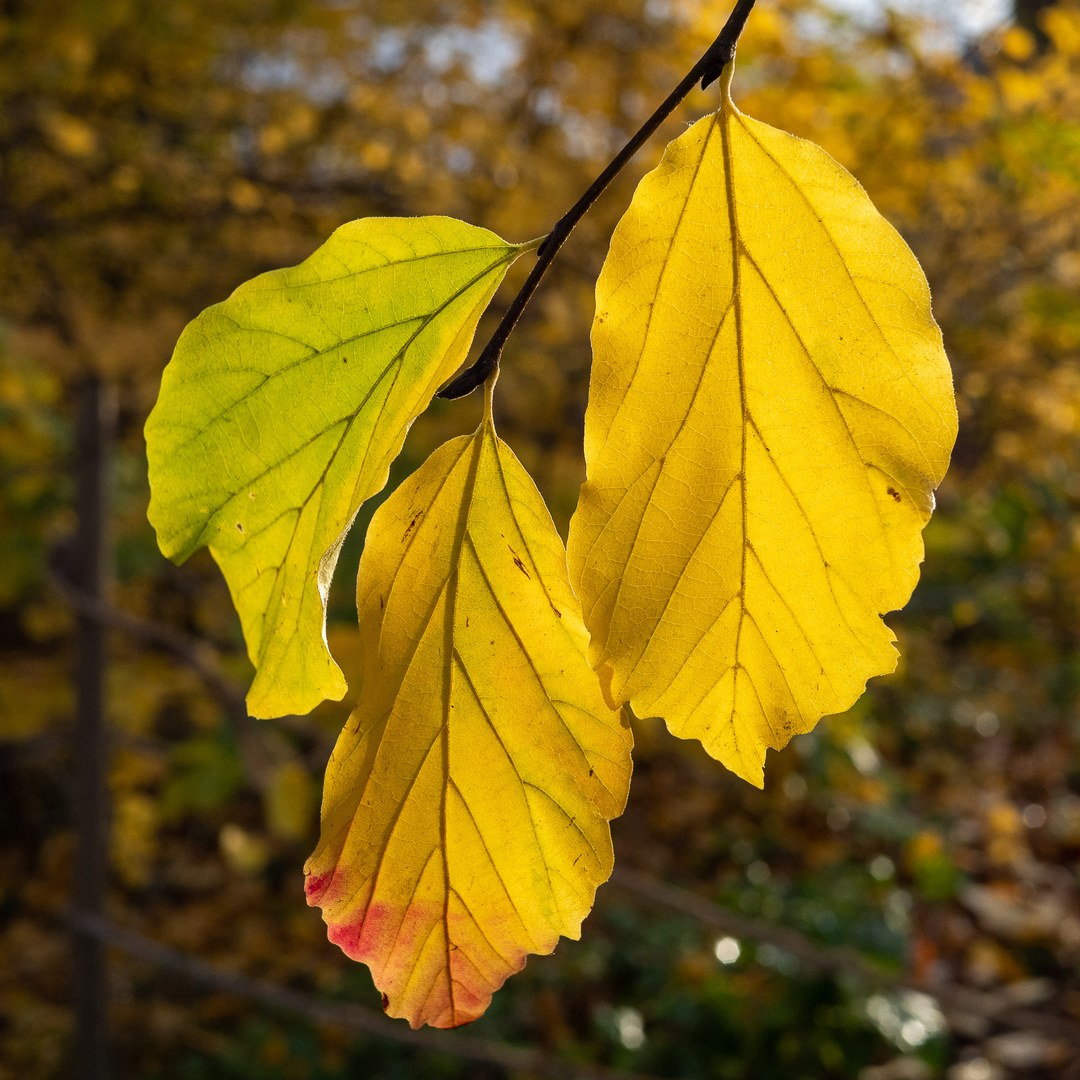 Herbstlaub des Persischen Eisenholzbaums (Parrotia persica)