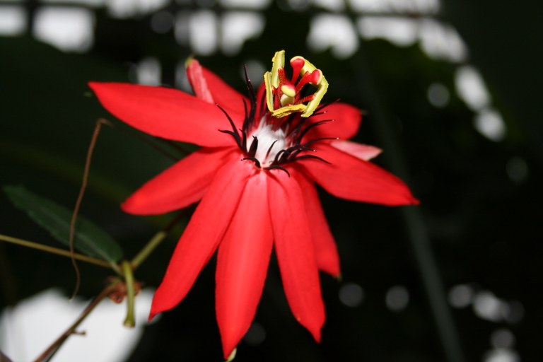 Passiflora_coccinea_5049_W.Lobin.jpg