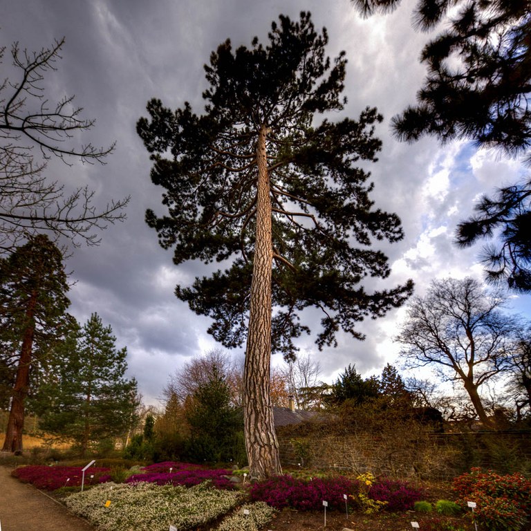 Schwarz-Kiefer (Pinus nigra)