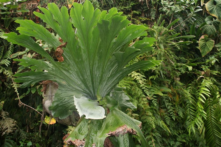 Staghorn fern