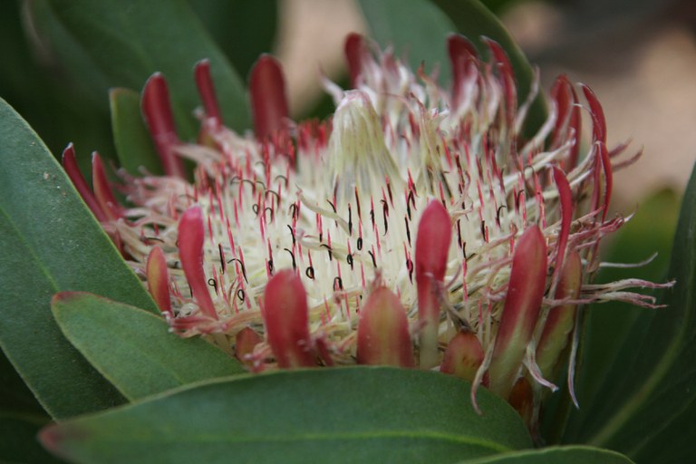 Protea_obtusifolia_10690_W.Lobin_Bild_2.jpg