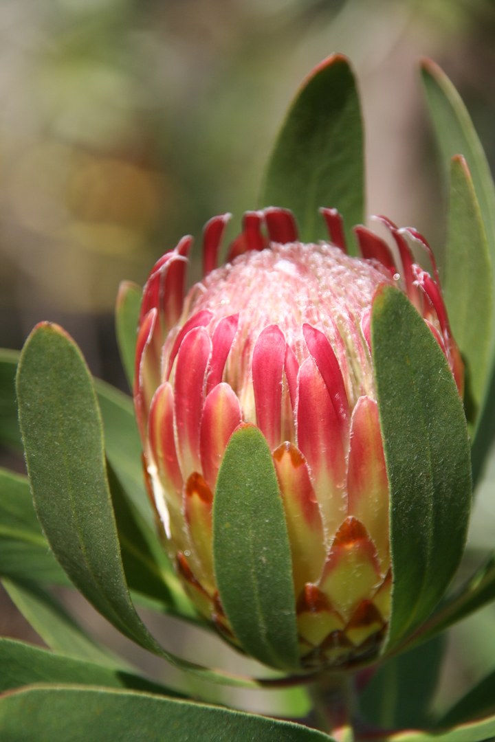 Protea obtusifolia