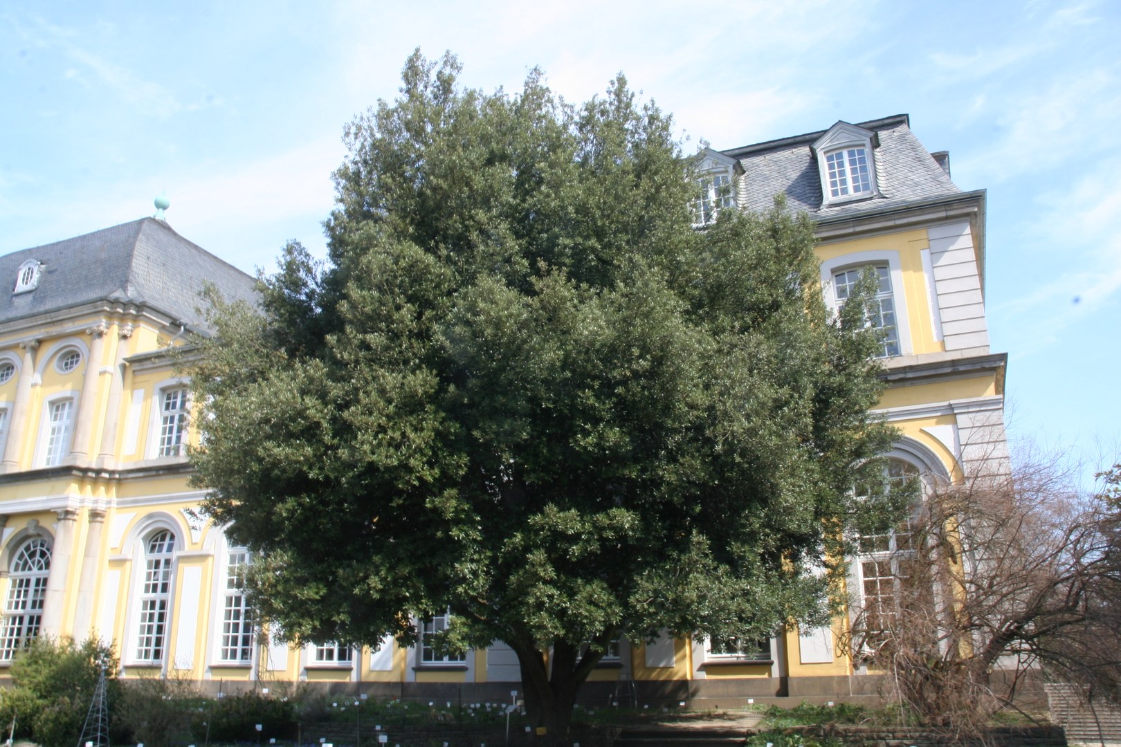 Stein-Eiche (Quercus ilex)