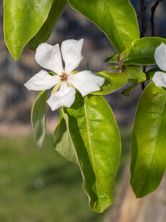 Pflanze mit Blüten