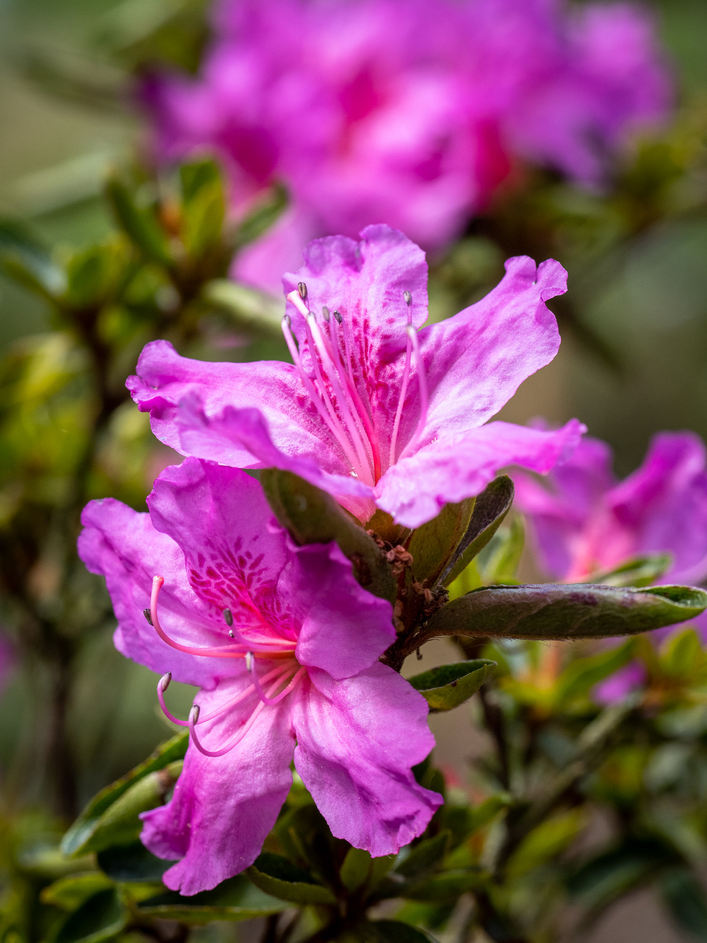 Rhododendron_Beethoven_40532_C.Löhne.jpg