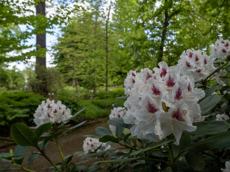 Rhododendron_Catawbiense_35993_C.Löhne.jpg