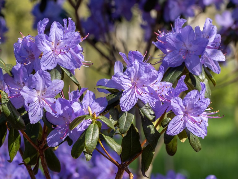 Pflanze mit Blüten