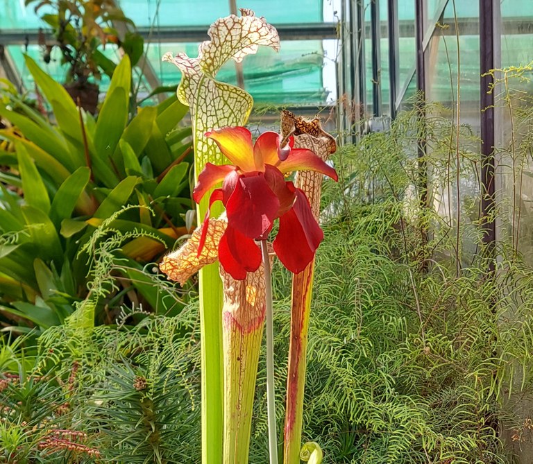 Sarracenia_leucophylla_I.Fuchs_Bild_2.jpg