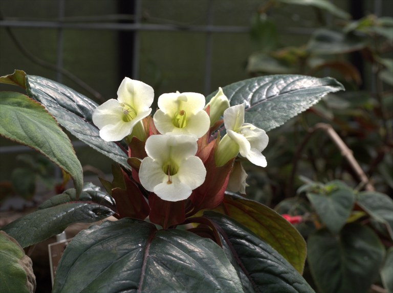 Sinningia helleri