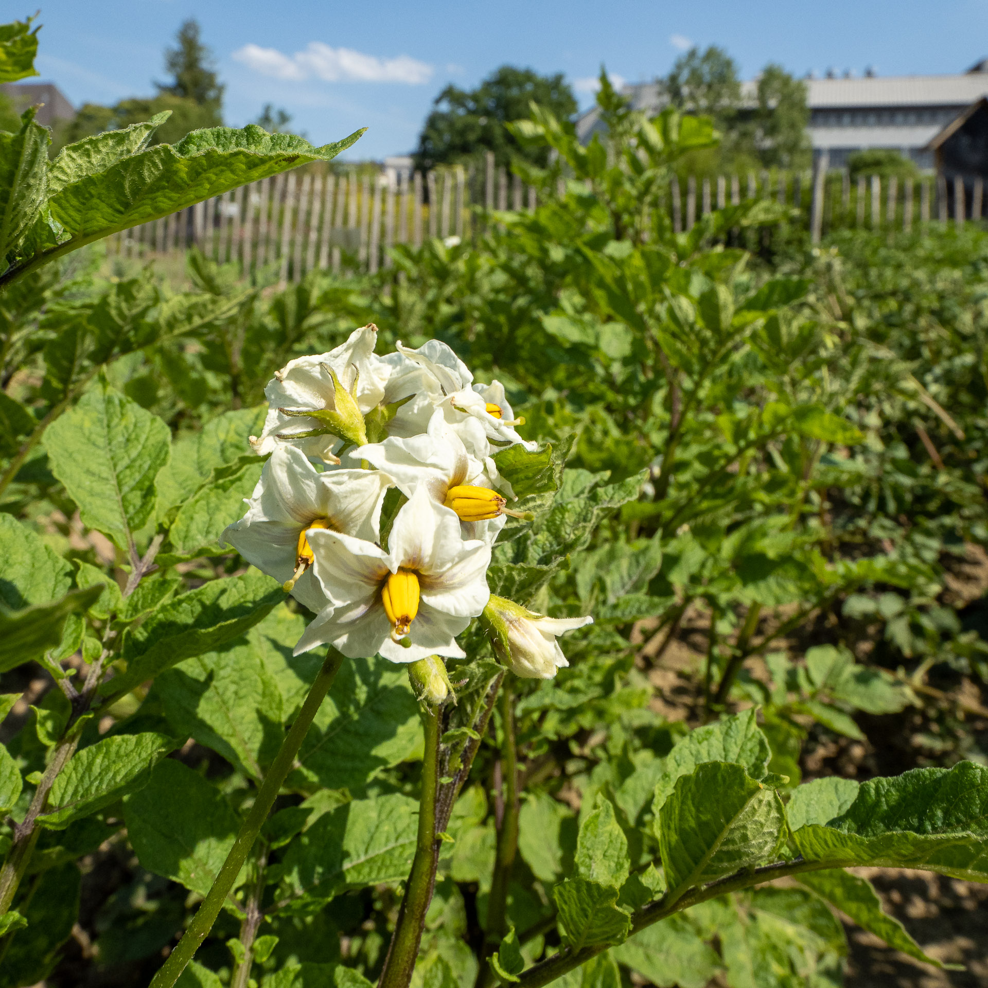 Solanum_tuberosum_NPG_C.Löhne_2022.jpg