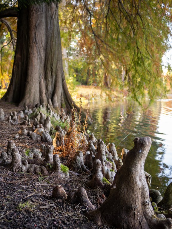 Taxodium_distichum_CLöhne_Herbst.jpg