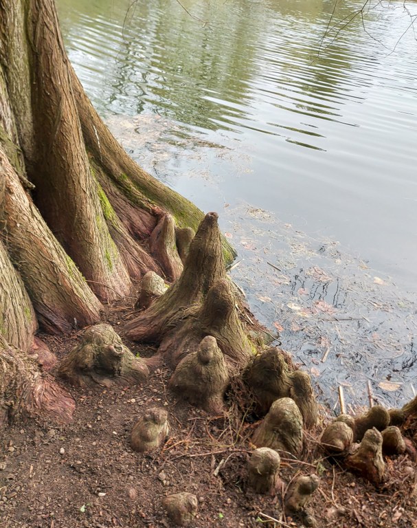 Atemknie der Sumpfzypresse (Taxodium distichum)