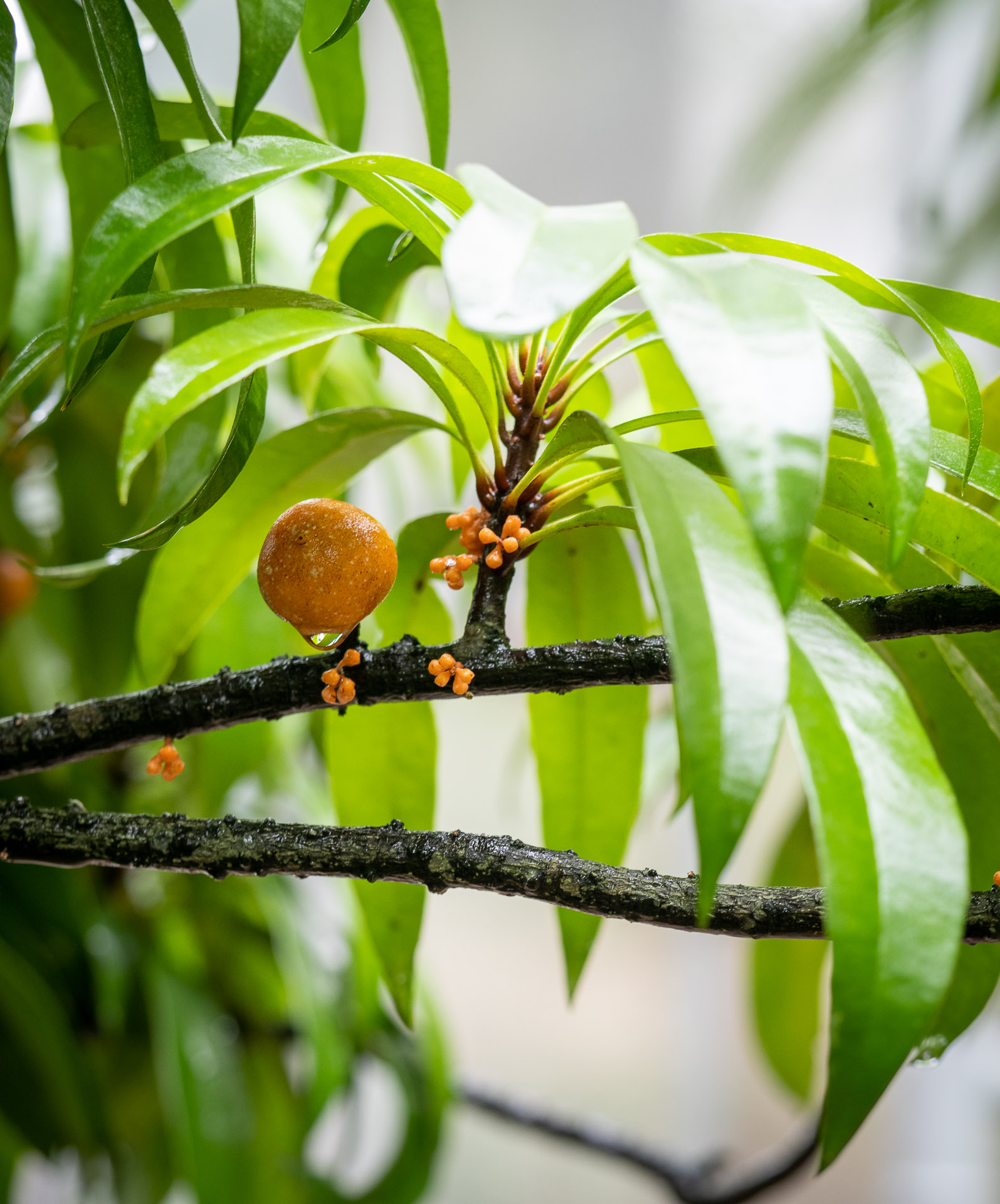 Pflanze mit oranger Frucht und Blütenknospen