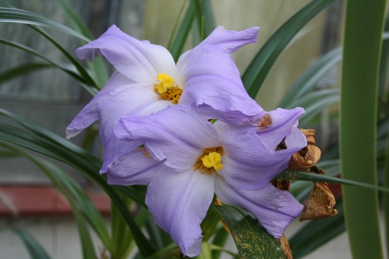 Vellozia froesi