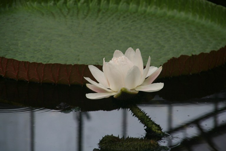 Victoria_cruziana_W.Lobin.jpg