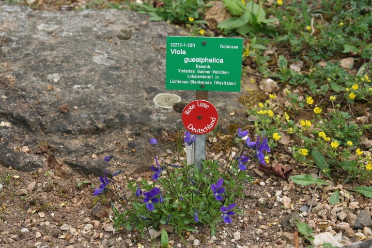 Violettes Galmei-Veilchen (Viola guestphalica)